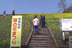 菜の花まつり　　翠波高原