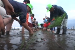 第２回四国中央市　学校給食米田植え祭り　　土居町