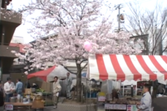 第21回　フラワーフェスティバル開催　　中央公園