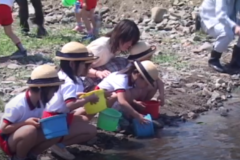 子どもたちが　鮎の稚魚を放流　　金生川
