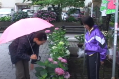 第９回　嶺南あじさい鑑賞会　　金砂湖畔公園　　