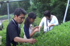お茶摘み体験ｉｎ富郷　　JAうま富郷出張所