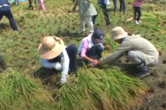 第２回　四国中央市学校給食米収穫祭　　土居町藤原圃場