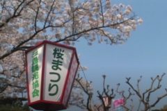 三島公園　桜まつり