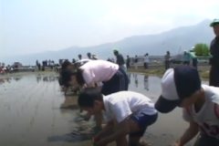 第３回　四国中央市 学校給食米 田植え祭り　  土居町藤原