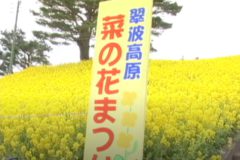 菜の花まつり２００７　　翠波高原