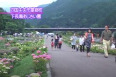 第10回　嶺南あじさい鑑賞会　　富郷町下長瀬
