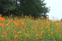 具定町のコスモス