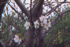 季節のいたずら？！　秋のサクラ　　南小学校　東門付近