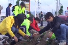 ボランティア花植え　　１１号バイパス沿線