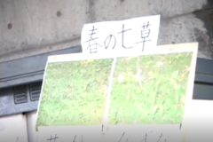春の七草狩りに　チャレンジ！　　土居町　関川