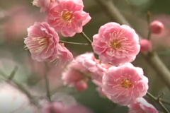 市内各所で梅見頃