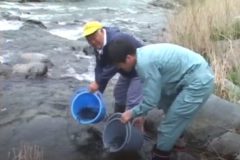 銅山川にアユ放流