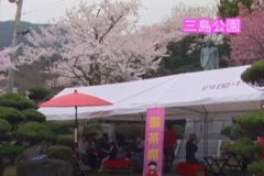 市内各所で桜まつり