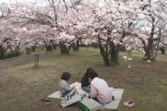 すすきが原　入野公園　花まつり