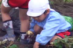三島幼稚園　じゃがいも堀り