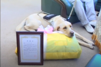 盲導犬トレイスに　感謝状贈呈　　四国中央市役所　市長室