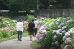 第11回　嶺南あじさい鑑賞会　　富郷町　下長瀬あじさい公園