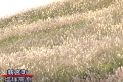 塩塚高原で　ススキが見ごろ