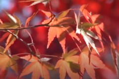 嶺南地区で紅葉見頃