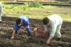 土居高校生　農業体験研修　～里芋の植え付け～