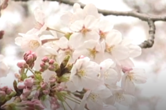 すすきヶ原で 花まつり開催中