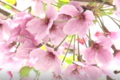 切山　桜まつり