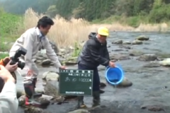 銅山川で稚鮎を放流
