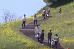 翠波高原で　菜の花まつり