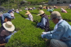 新宮で茶摘み始まる