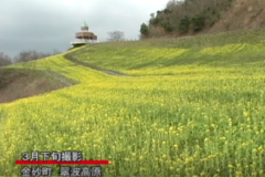 翠波高原菜の花が 開花期を迎える ～イノシシ被害が深刻～