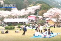 三島公園　桜まつり