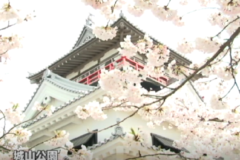 城山公園桜まつり