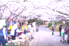 向山公園　桜まつり