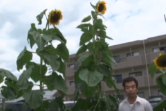 中曽根町で　３メートルを超えるヒマワリ