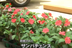 法皇青年会議所が　小学校に花の苗を寄贈