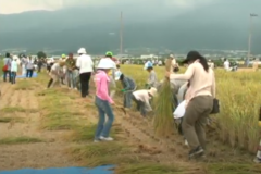 第５回　学校給食米収穫祭