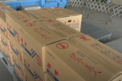 さといも「伊予美人」出荷始まる