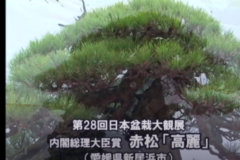 第２回　新生盆栽展