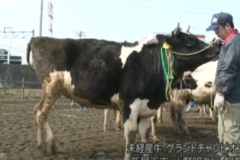四国中央市 乳牛改良共進会