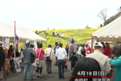 翠波高原　菜の花まつり