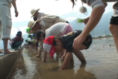 第６回四国中央市　学校給食米田植え祭り