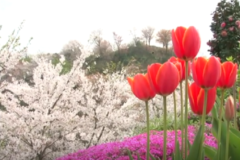 切山桜まつり