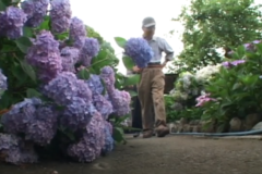 土居あじさい園が見頃