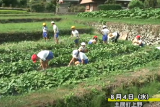 関川小学校の４年生が　農園の草取り