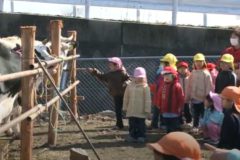 第35回　四国中央市　乳牛改良共進会