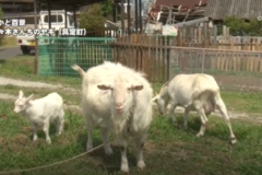 街かど　ヤギ