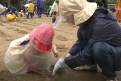 川之江幼稚園・三島東幼稚園　園庭芝生化