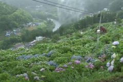 第22回　新宮あじさい祭り