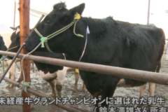 第36回　四国中央市乳牛改良共進会